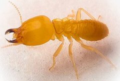 Drywood Termite